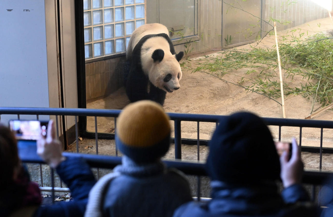 事前抽選制で公開された上野動物園のジャイアントパンダ、シャンシャン（撮影・たえ見朱実）
