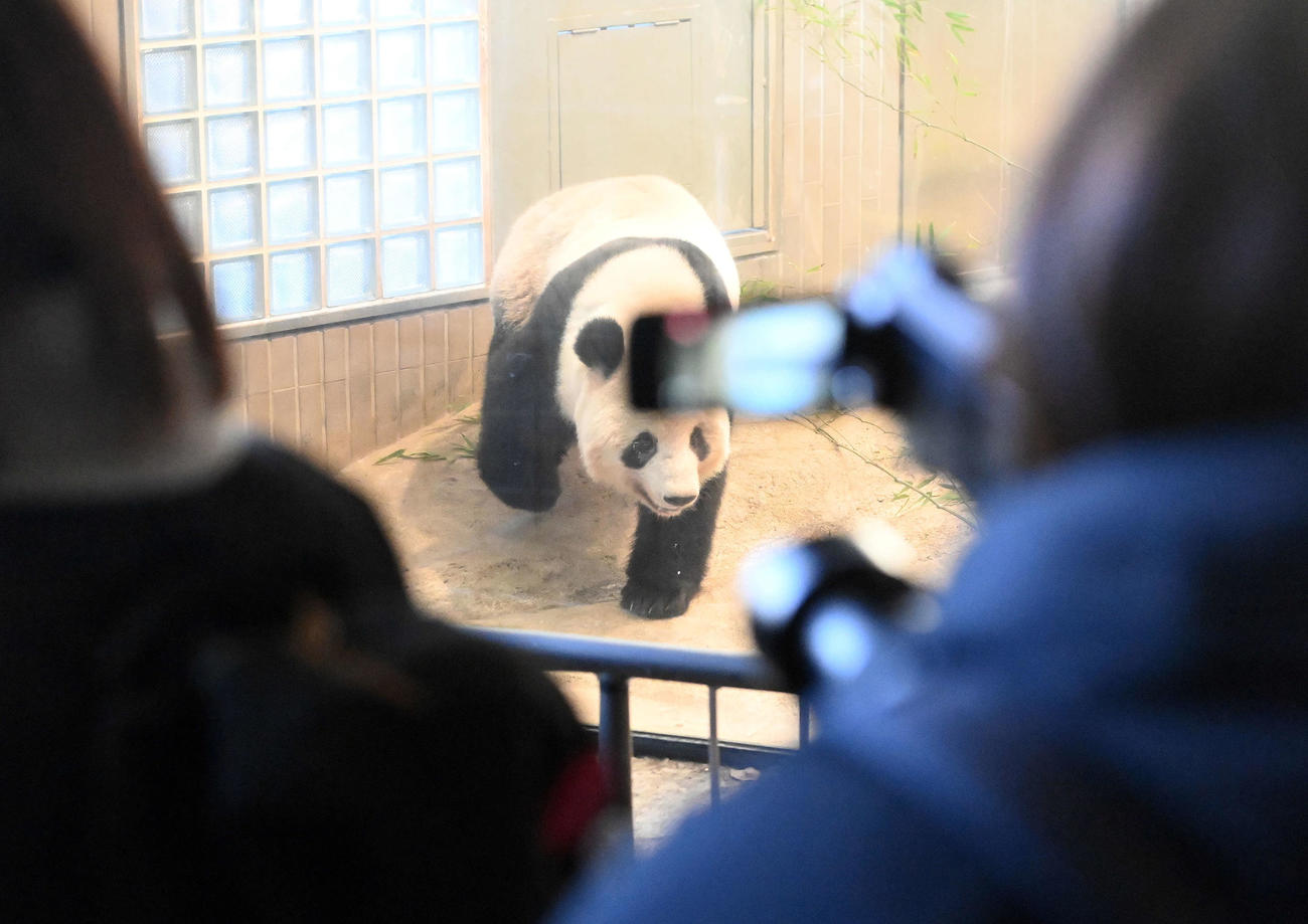 事前抽選制で公開された上野動物園のジャイアントパンダ、シャンシャン（撮影・たえ見朱実）