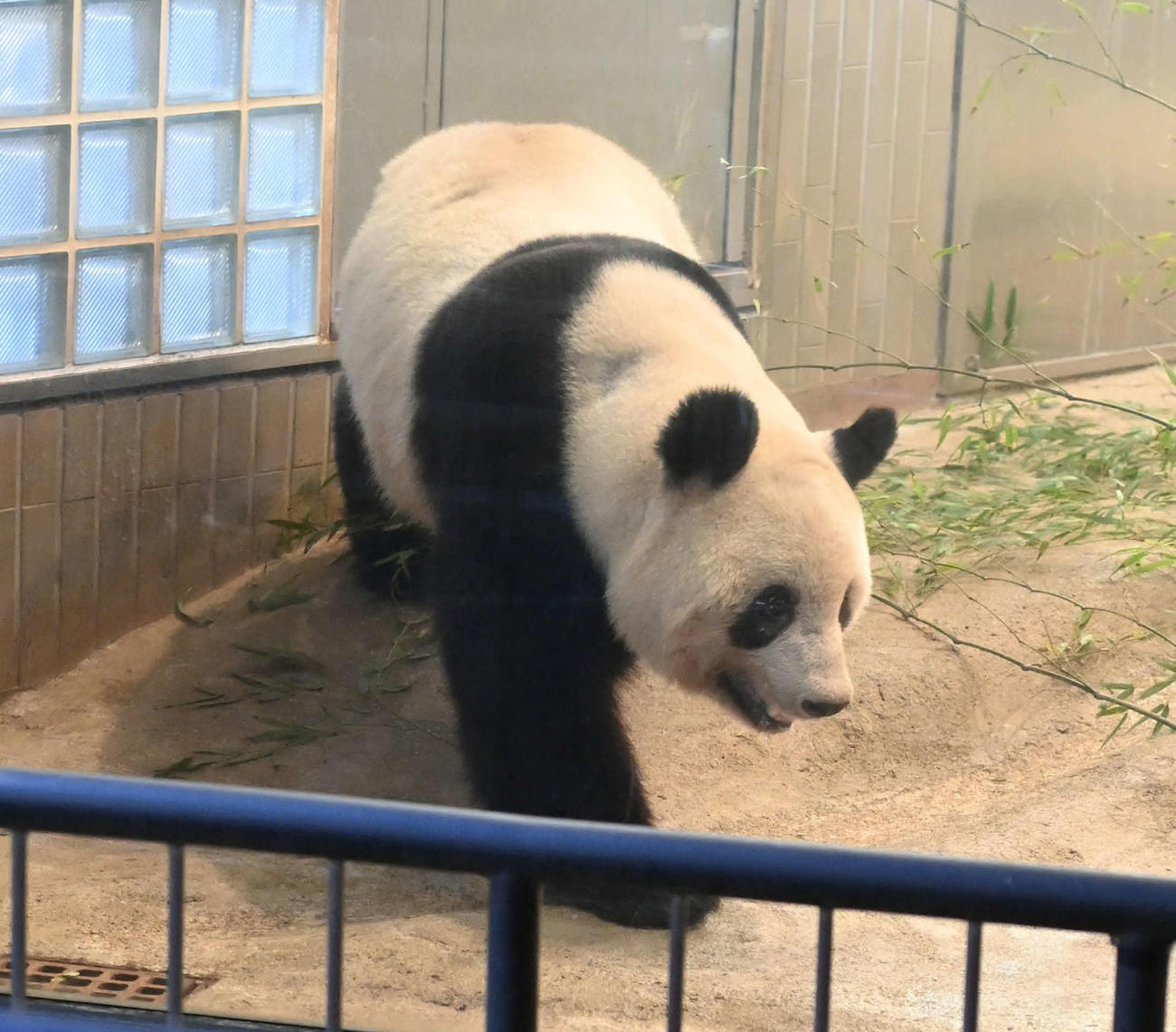 事前抽選制で公開された上野動物園のジャイアントパンダ、シャンシャン（撮影・たえ見朱実）