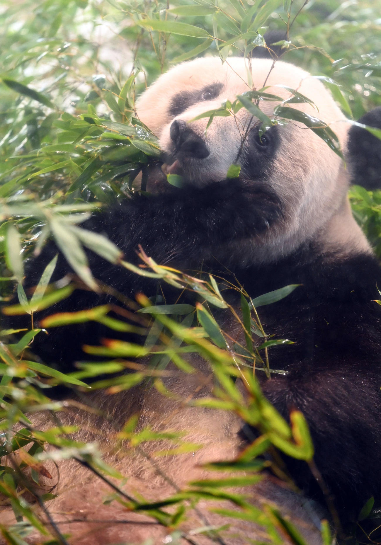 事前抽選制で公開された上野動物園のジャイアントパンダ、シャンシャン（撮影・たえ見朱実）
