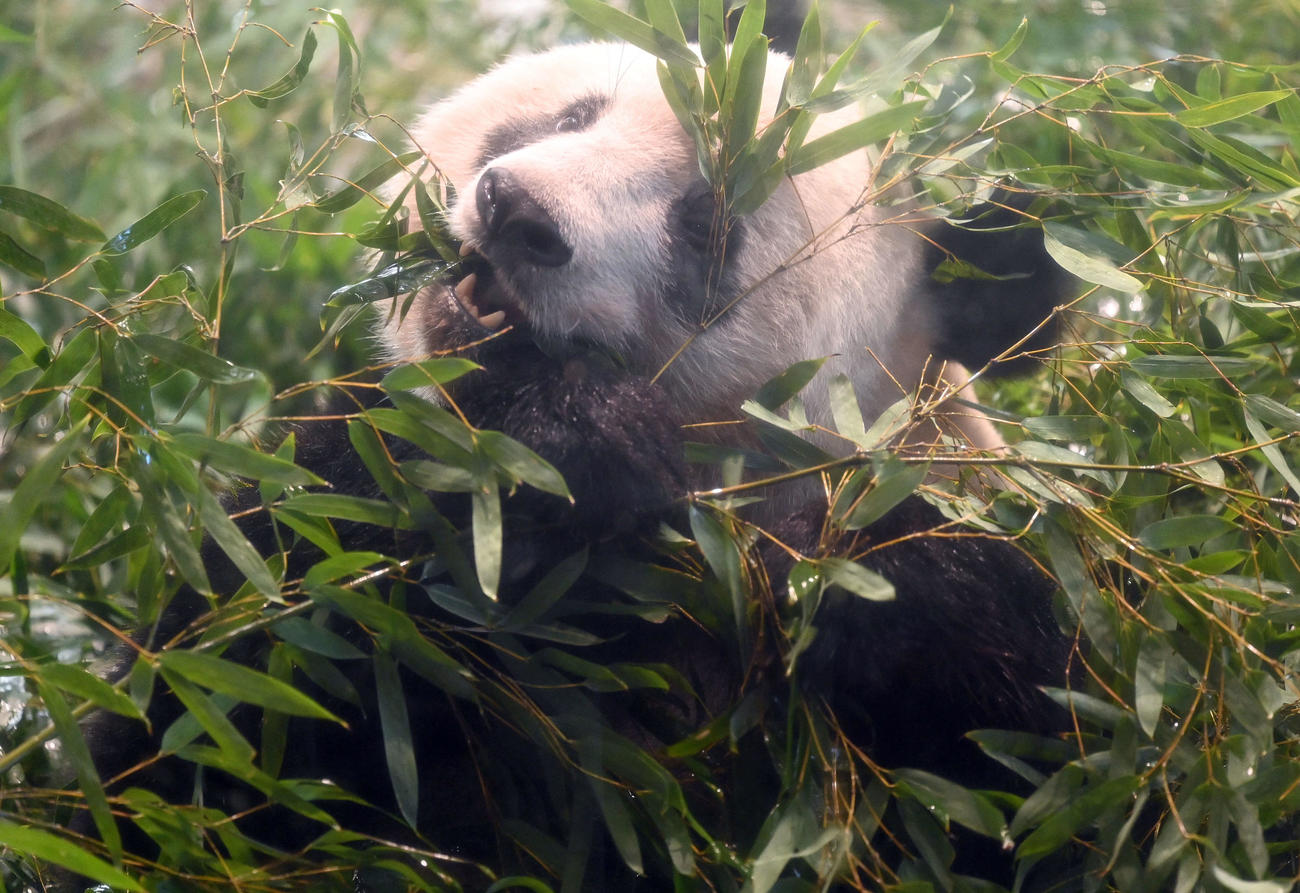 事前抽選制で公開された上野動物園のジャイアントパンダ、シャンシャン（撮影・たえ見朱実）