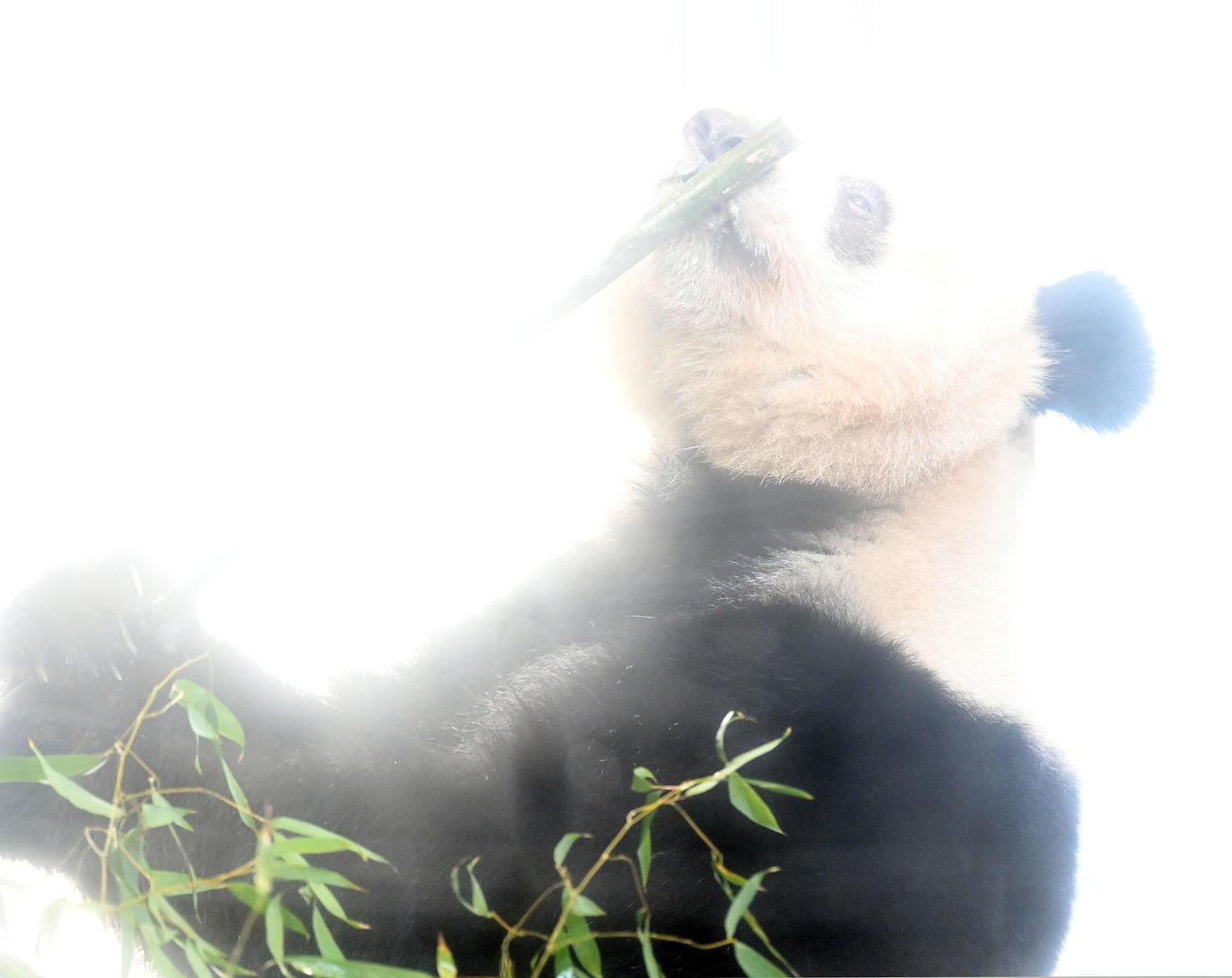 事前抽選制で公開された上野動物園のジャイアントパンダ、シャンシャン（香香）（撮影・たえ見朱実）