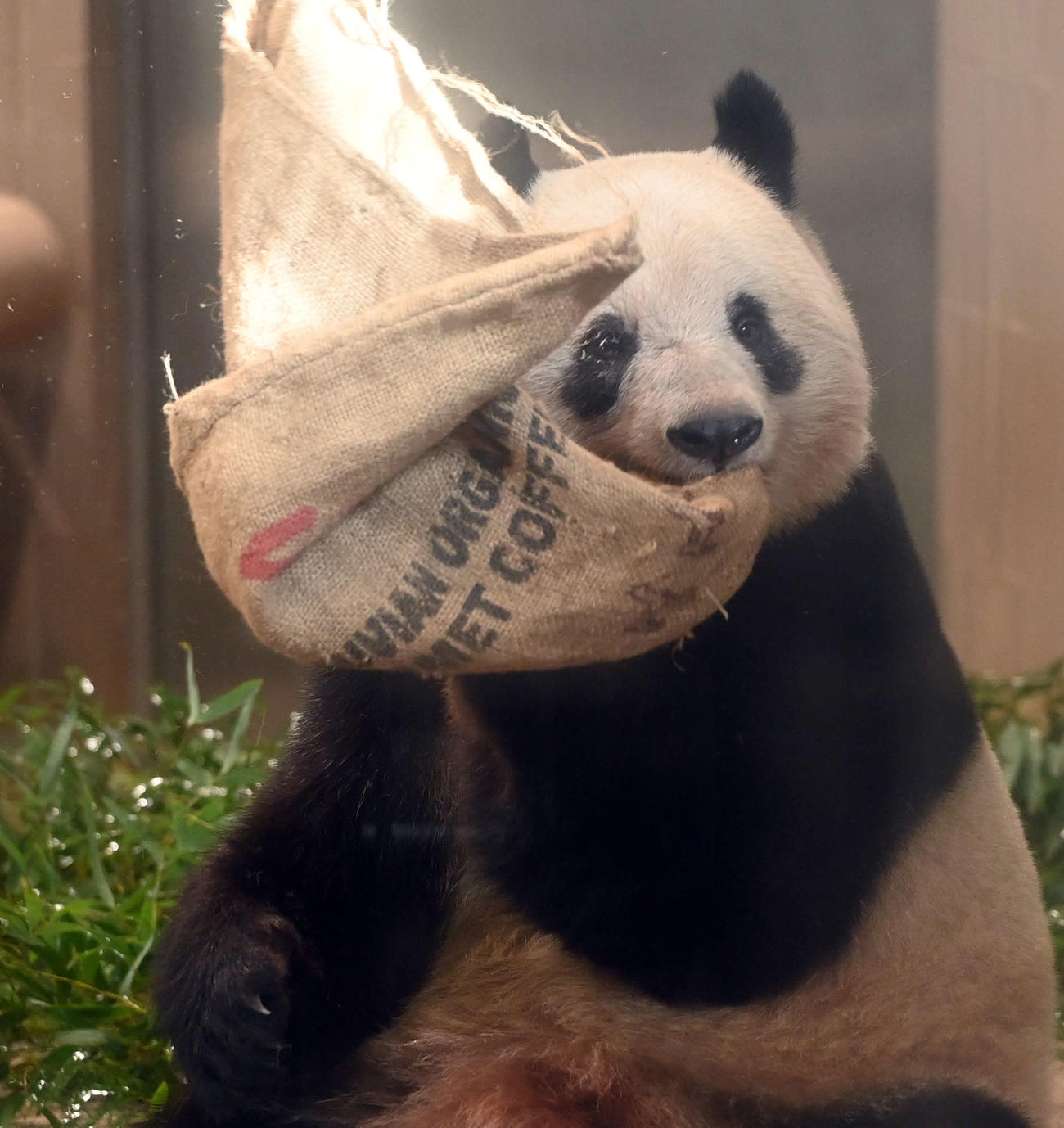 事前抽選制で公開された上野動物園のジャイアントパンダ、シャンシャン（香香）（撮影・たえ見朱実）