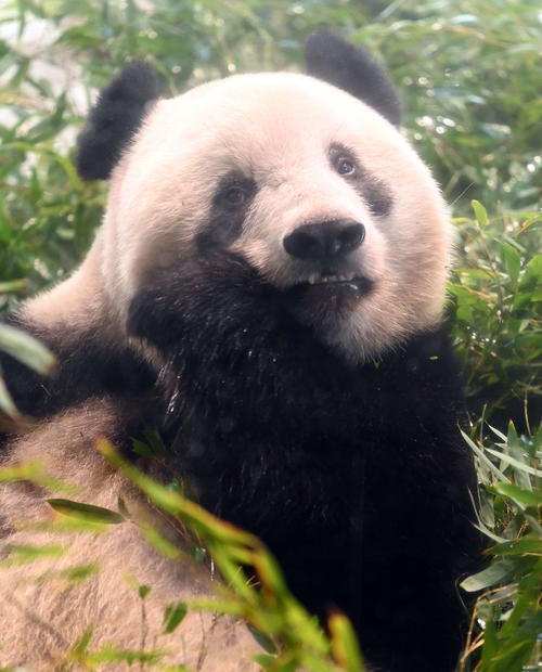 事前抽選制で公開された上野動物園のジャイアント、パンダシャンシャン（香香）（撮影・たえ見朱実）