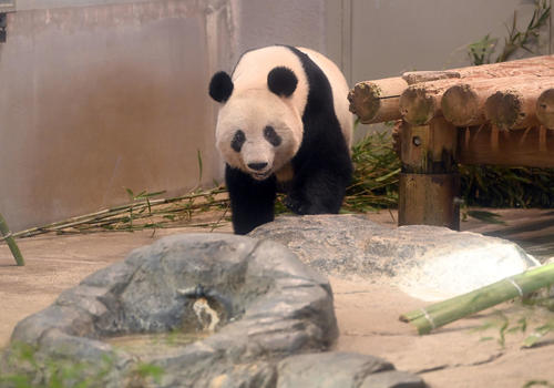 事前抽選制で公開された上野動物園のジャイアント、パンダシャンシャン（香香）（撮影・たえ見朱実）