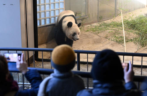 事前抽選制で公開された上野動物園のジャイアントパンダ、シャンシャン（香香）（撮影・たえ見朱実）