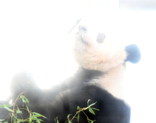 事前抽選制で公開された上野動物園のジャイアントパンダ、シャンシャン（香香）（撮影・たえ見朱実）