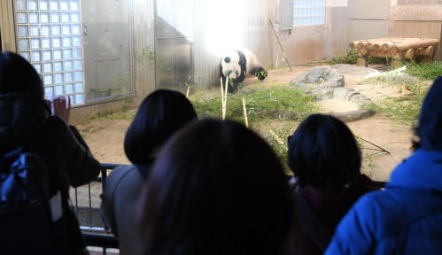 事前抽選制で公開された上野動物園のジャイアントパンダ、シャンシャン（香香）（撮影・たえ見朱実）