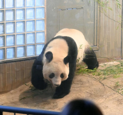 事前抽選制で公開された上野動物園のジャイアントパンダ、シャンシャン（香香）（撮影・たえ見朱実）
