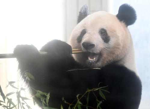 事前抽選制で公開された上野動物園のジャイアントパンダ、シャンシャン（香香）（撮影・たえ見朱実）