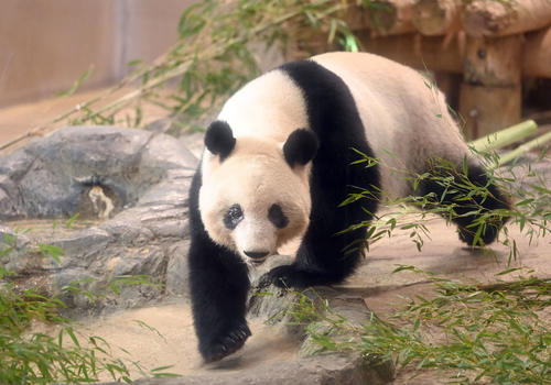 事前抽選制で公開された上野動物園のジャイアントパンダ、シャンシャン（香香）（撮影・たえ見朱実）