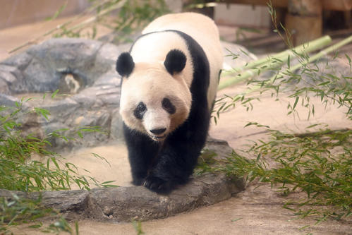 事前抽選制で公開された上野動物園のジャイアントパンダ、シャンシャン（香香）（撮影・たえ見朱実）