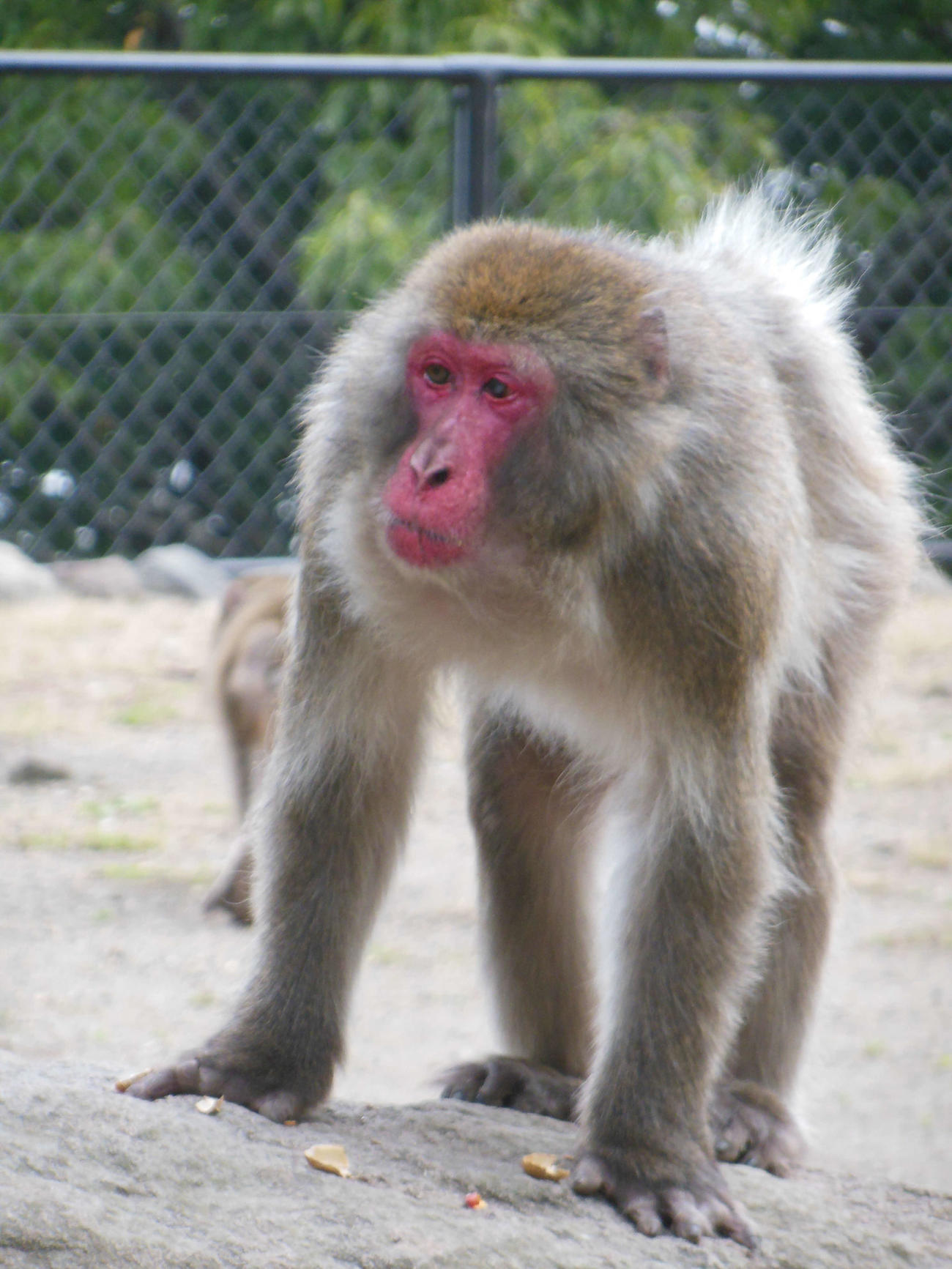 高崎山自然動物園が行った「心に残るサル部門」で1位となった伝説のボスザル「ベンツ」（2013年11月撮影）