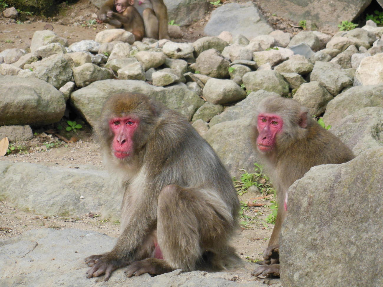 高崎山自然動物園が行った「心に残るサル部門」で1位となった伝説のボスザル「ベンツ」（左、13年11月撮影）