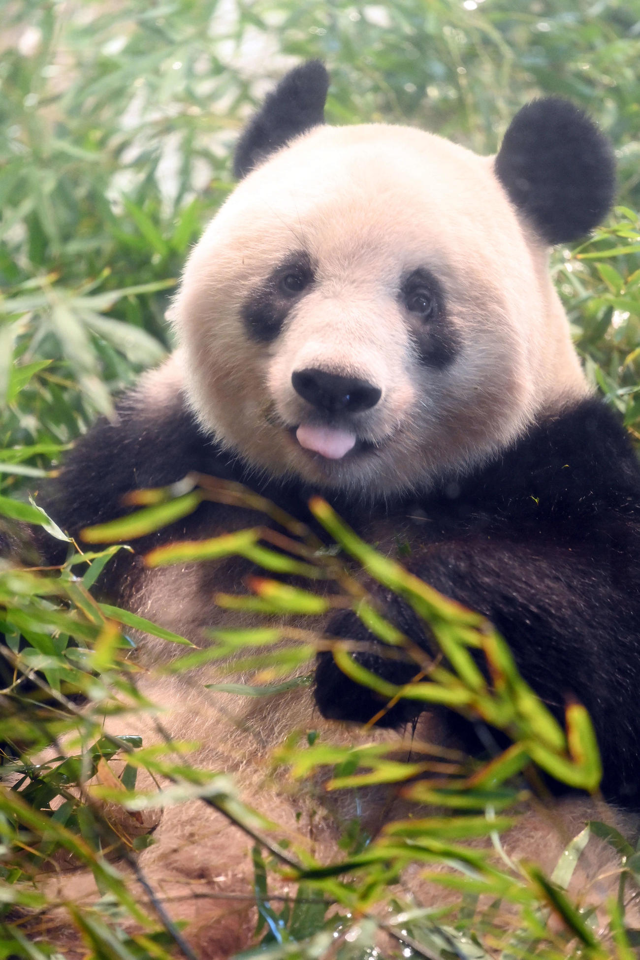 上野動物園のジャイアントパンダ、シャンシャン（香香）（2023年1月21日撮影）