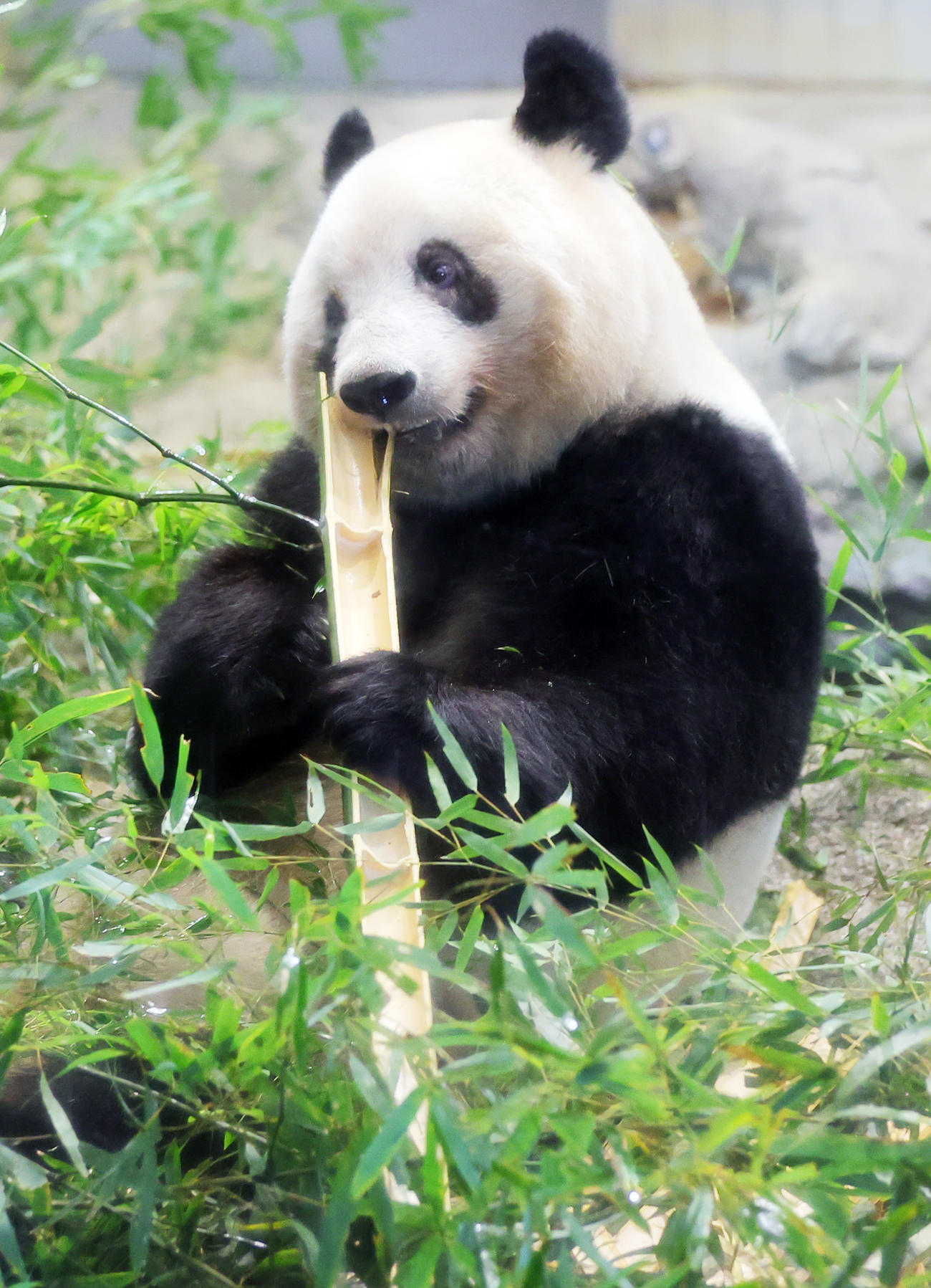 中国への返還前、上野動物園での最終観覧となったジャイアントパンダのシャンシャン（撮影・野上伸悟）