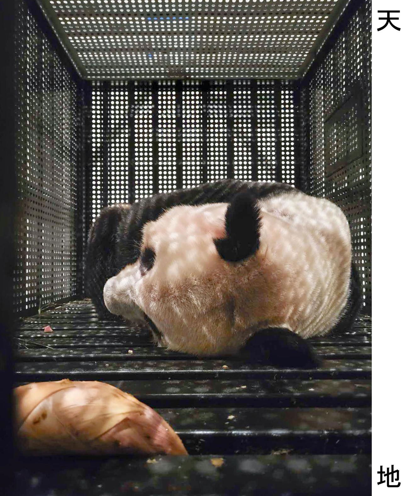 上野動物園がツイッターで公開した、チャーター機内で休息するシャンシャンの様子（共同＝東京動物園協会提供）