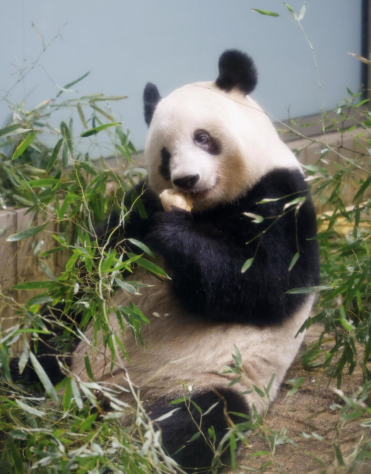 19日、観覧最終日を迎えた上野動物園の雌のジャイアントパンダのシャンシャン（共同）