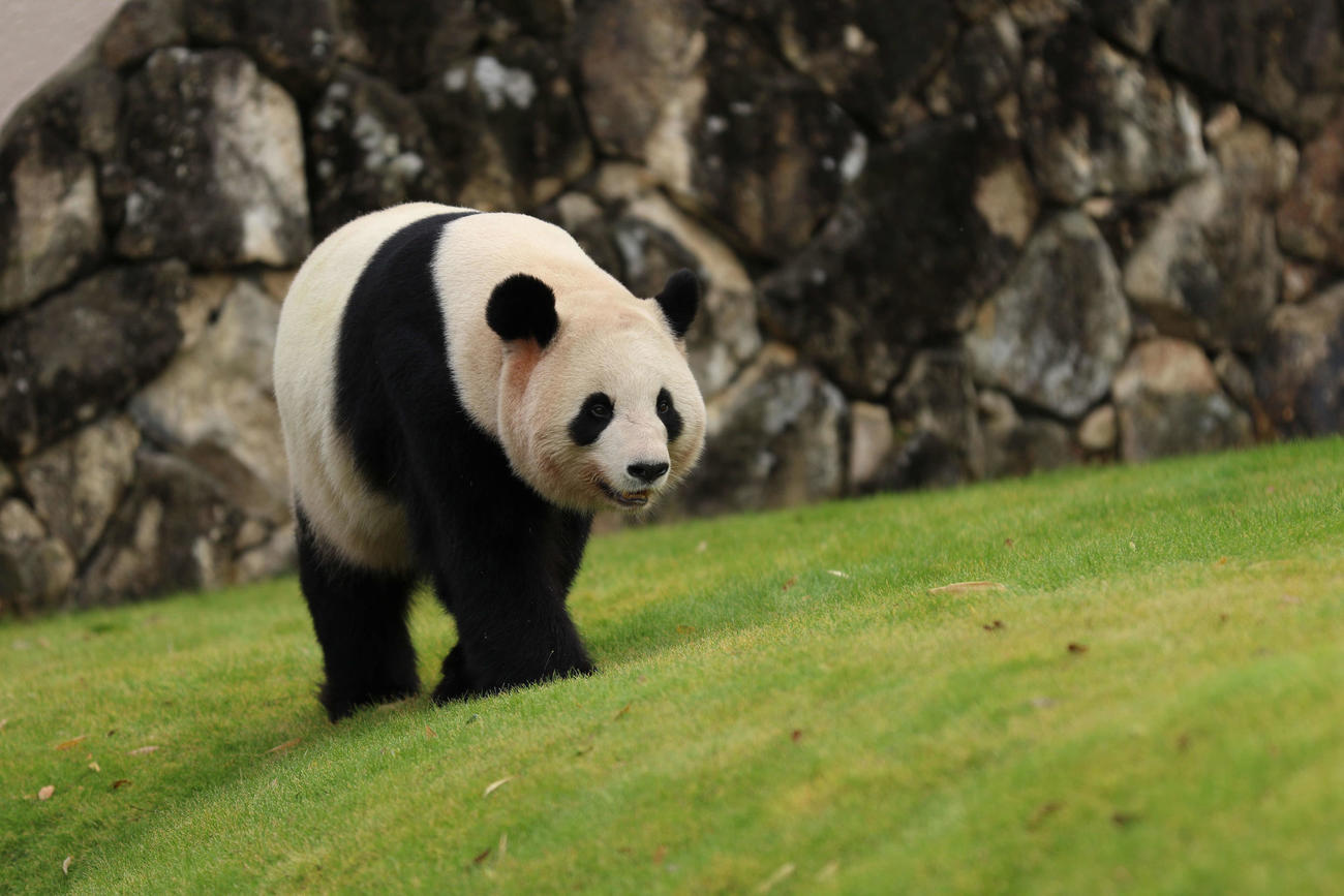 23年1月16日、元気に散歩するジャイアントパンダの桜浜