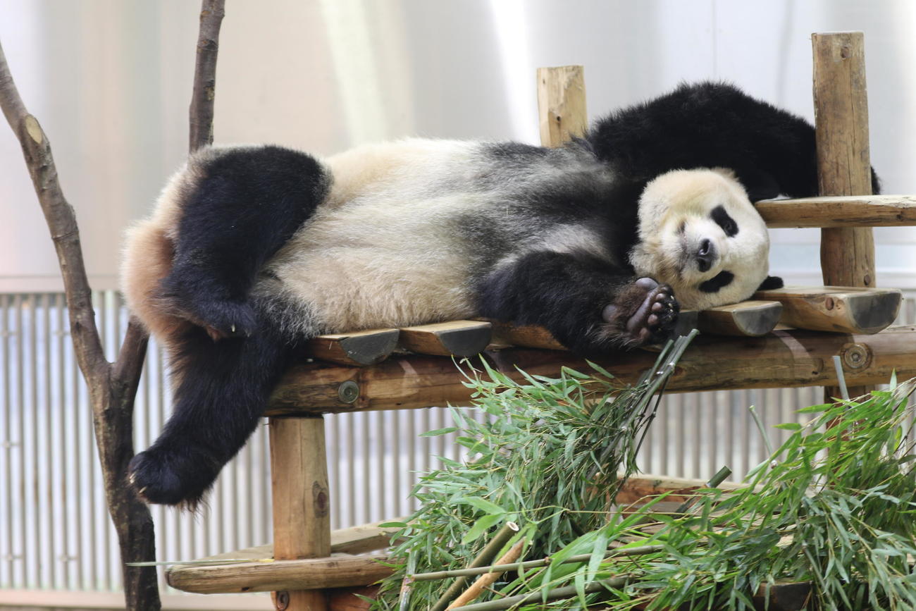 23年2月21日、豪快な寝姿を披露するジャイアントパンダの桃浜
