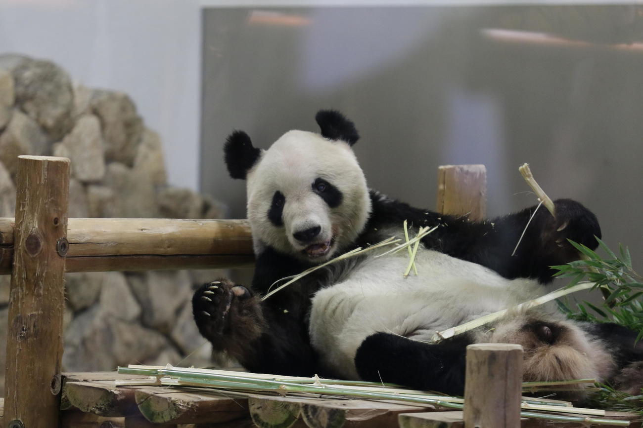 23年2月21日、観客に手を振るようなポーズを見せる、ジャイアントパンダの永明