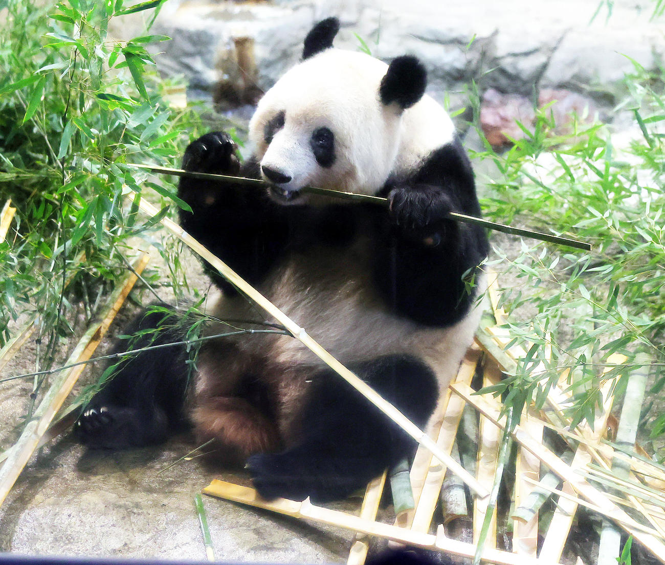 19日、上野動物園での最終観覧となったジャイアントパンダのシャンシャン
