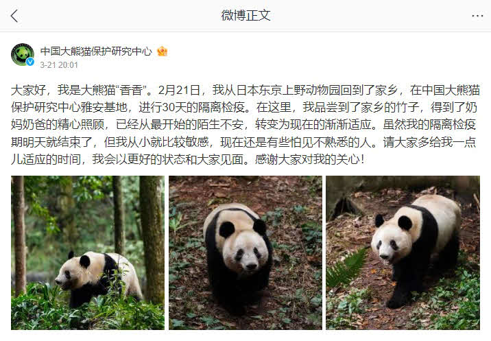 中国ジャイアントパンダ保護研究センターの公式微博（Weibo）。写真とともにシャンシャンの近況が記されている（同センター公式微博から）
