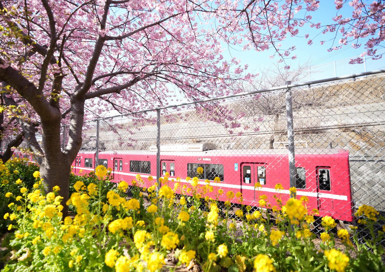 京急久里浜線の三浦海岸駅から小松ヶ池公園までの線路沿いに咲き誇る河津桜と菜の花と電車（撮影・鈴木みどり）