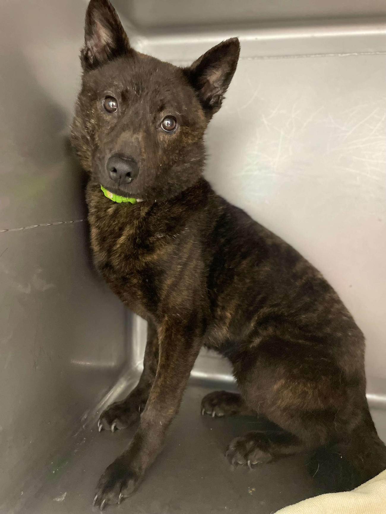 逮捕された元ブリーダーのもとから保護され、ハナ動物病院が預かっている雌の甲斐犬の楓ちゃん（同病院提供）