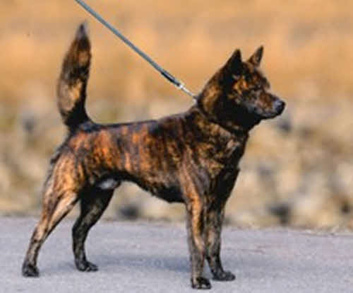 雄の甲斐犬（日本犬保存会提供）