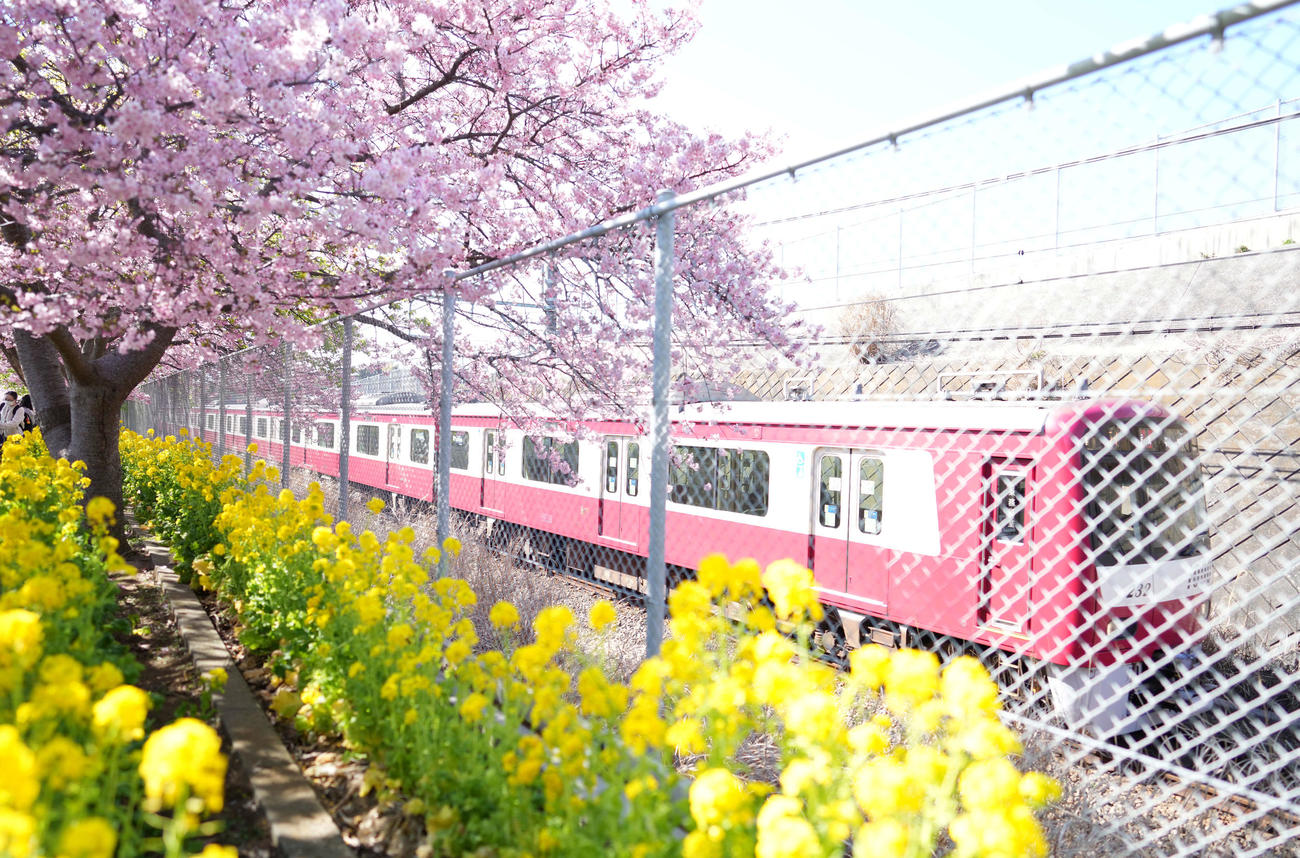 京急久里浜線の三浦海岸駅から小松ヶ池公園までの線路沿いに咲き誇る河津桜と菜の花と電車（撮影・鈴木みどり）