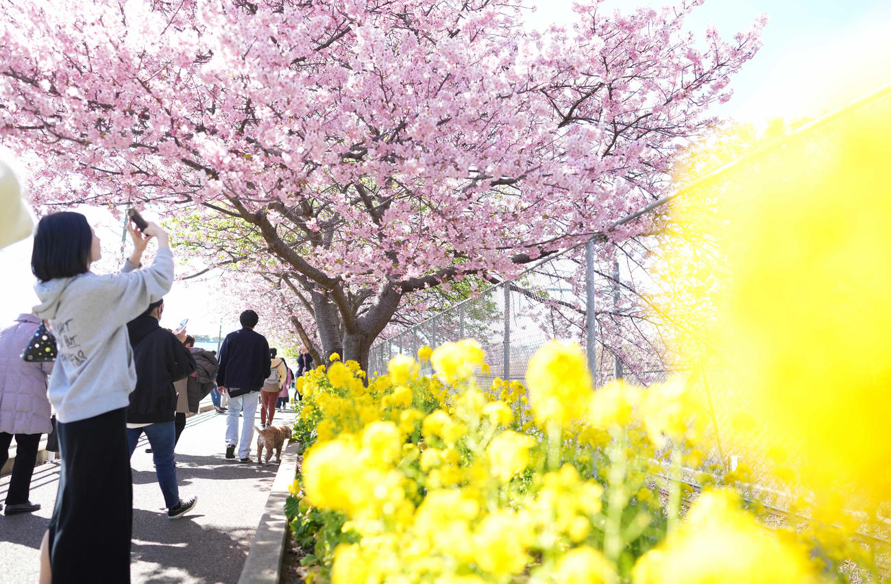 京急久里浜線の三浦海岸駅から小松ヶ池公園までの線路沿いに咲き誇る河津桜と菜の花（撮影・鈴木みどり）