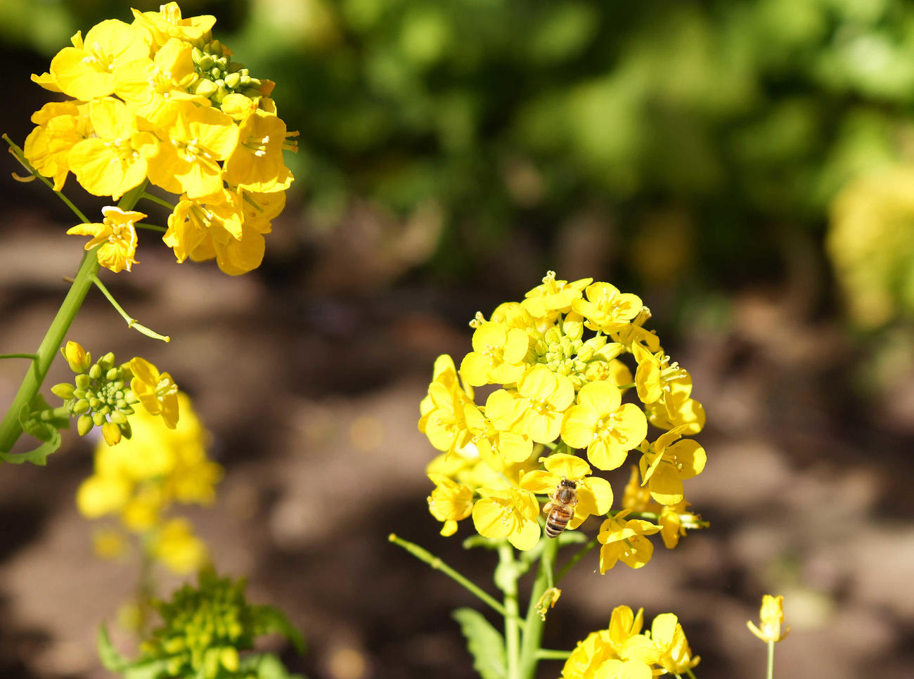菜の花の蜜を吸うミツバチ（撮影・鈴木みどり）