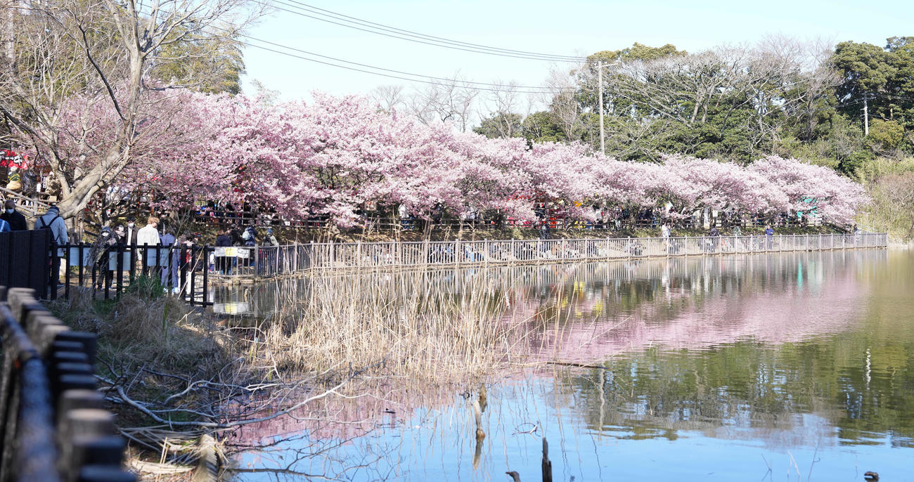 小松ヶ池公園の河津桜（撮影・鈴木みどり）