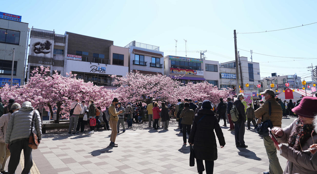 京急久里浜線の三浦海岸駅前に咲き誇る河津桜（撮影・鈴木みどり）