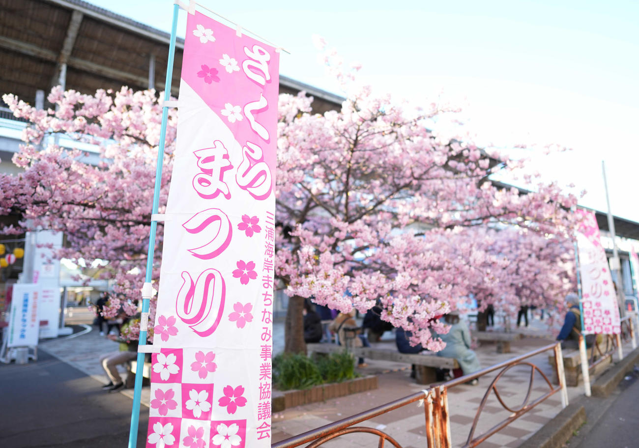 京急久里浜線の三浦海岸駅前に咲き誇る河津桜と桜まつりの旗（撮影・鈴木みどり）