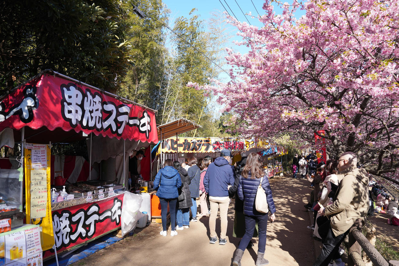 小松ヶ池公園の河津桜と屋台（撮影・鈴木みどり）