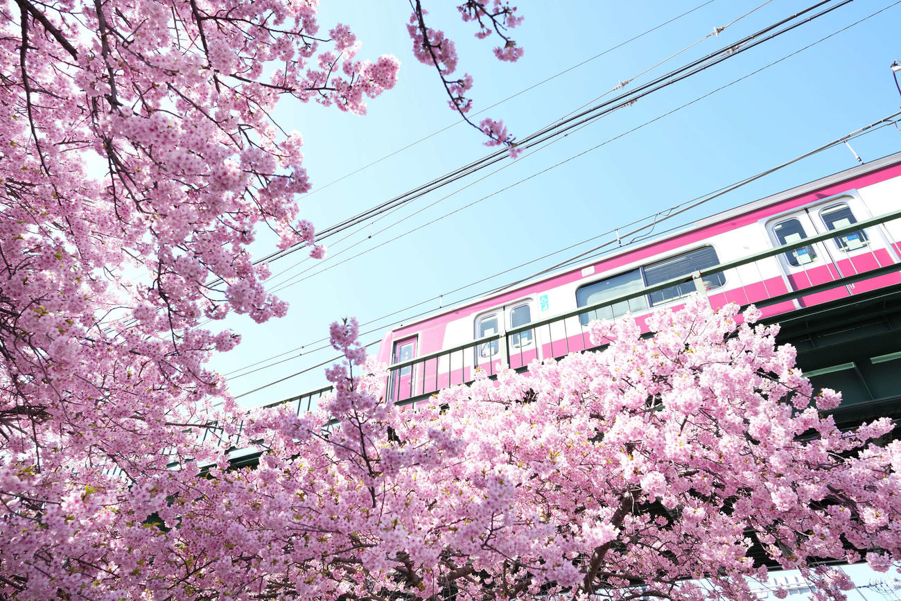京急久里浜線三浦海岸駅前に咲き誇る河津桜と電車（撮影・鈴木みどり）