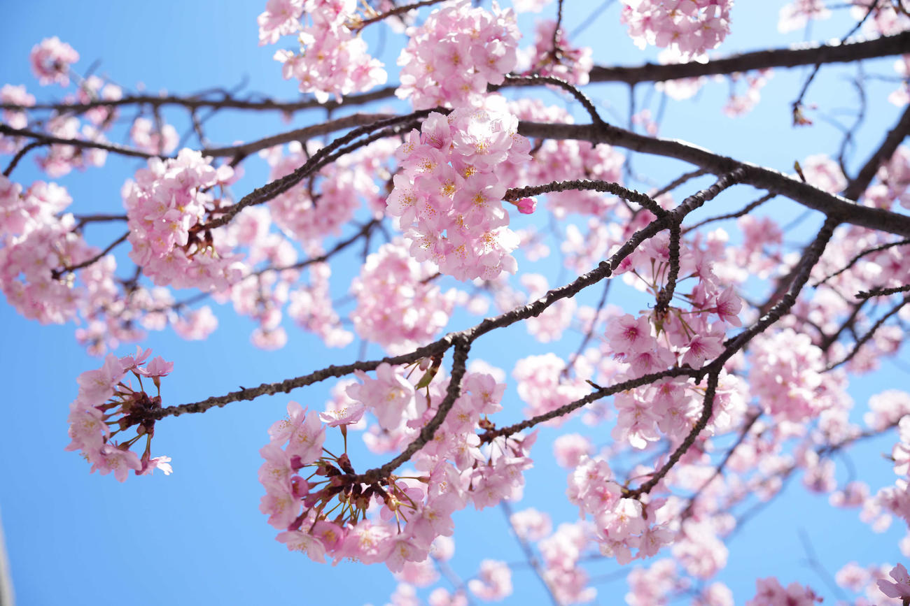 三浦海岸駅前の河津桜（撮影・鈴木みどり）