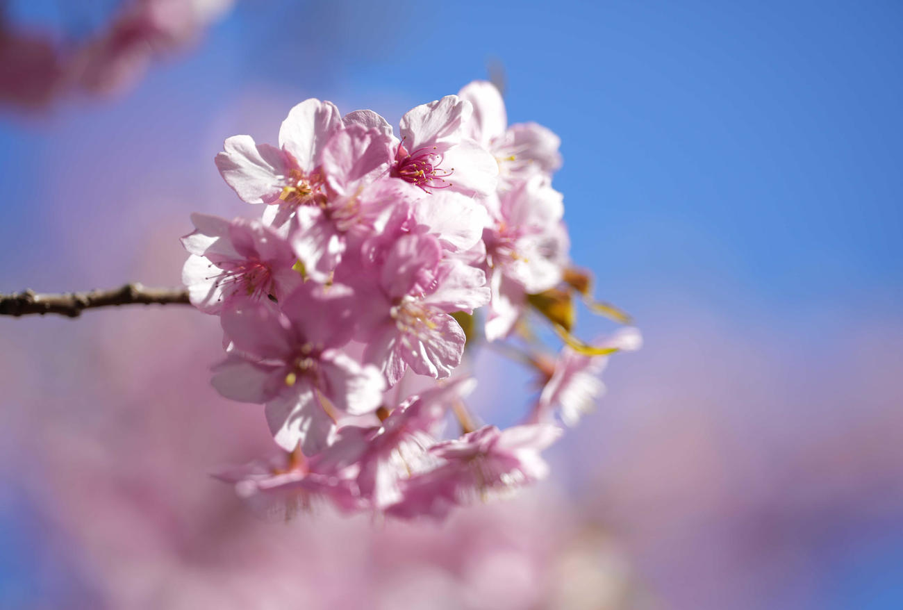 小松ヶ池公園の河津桜（撮影・鈴木みどり）
