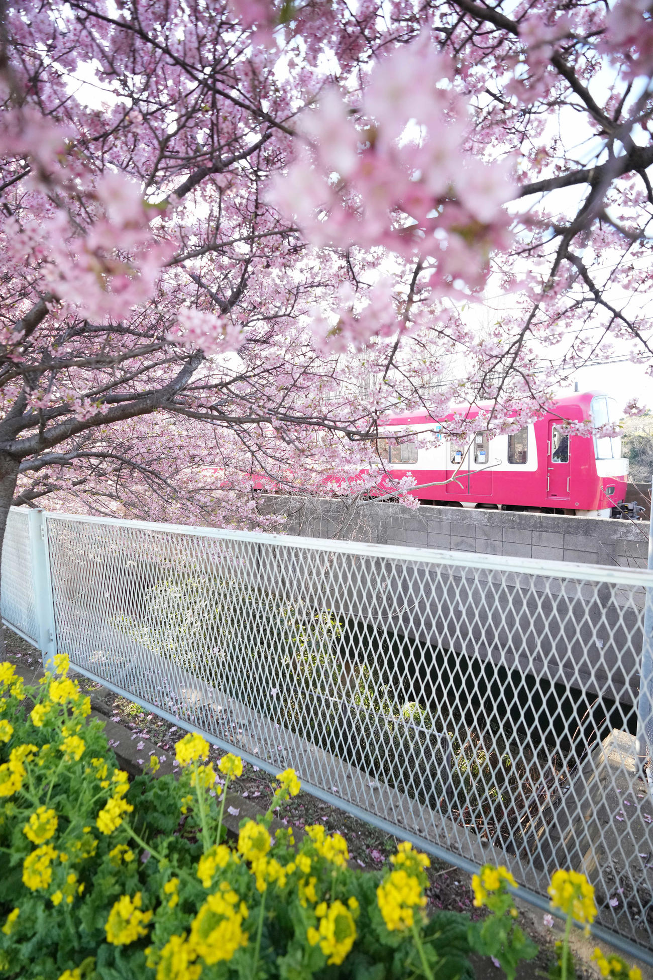 京急久里浜線の三浦海岸駅から小松ヶ池公園までの線路沿いに咲き誇る河津桜と菜の花と電車（撮影・鈴木みどり）