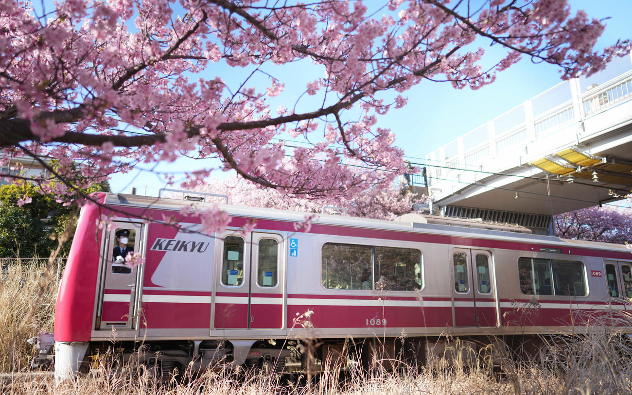 京急久里浜線の線路沿いに咲き誇る河津桜と電車（撮影・鈴木みどり）