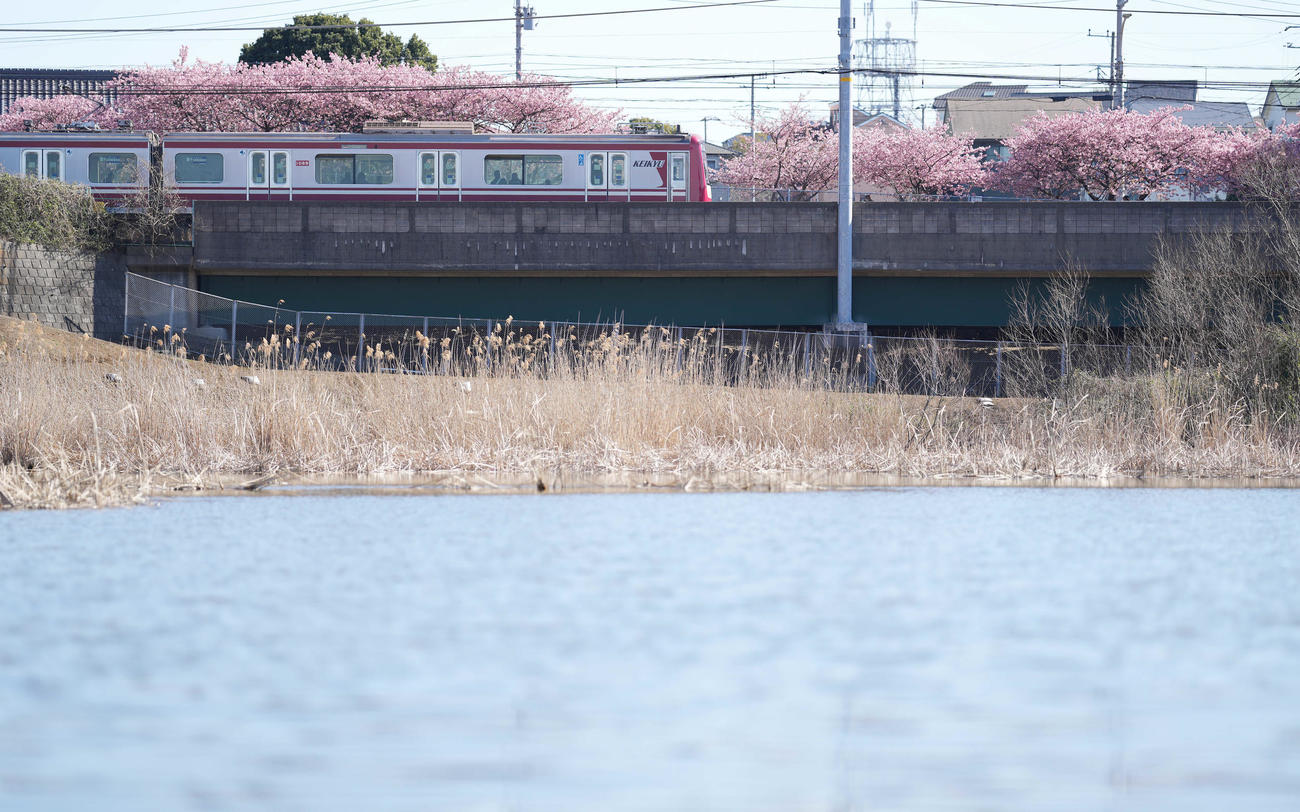 小松ヶ池公園から望む京急久里浜線と河津桜（撮影・鈴木みどり）