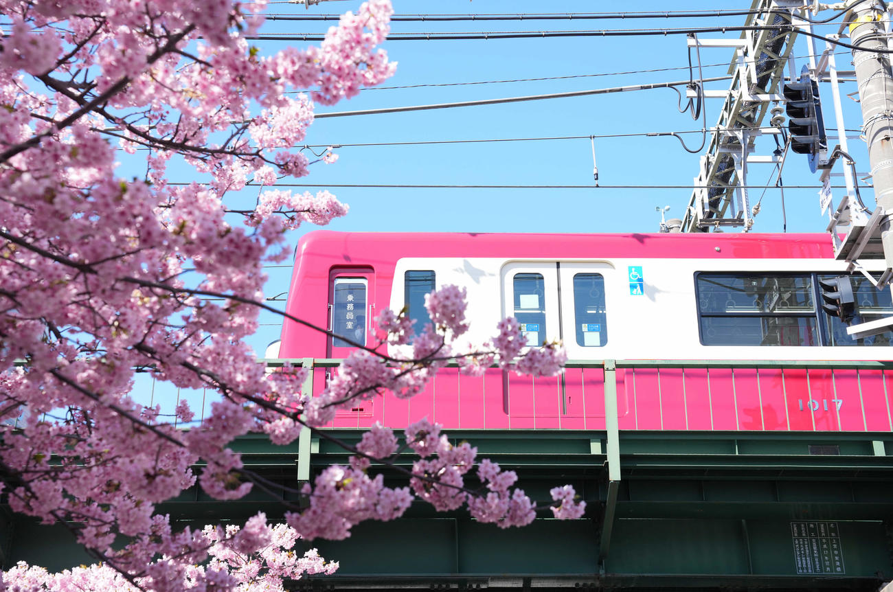 京急久里浜線三浦海岸駅前に咲き誇る河津桜と電車（撮影・鈴木みどり）