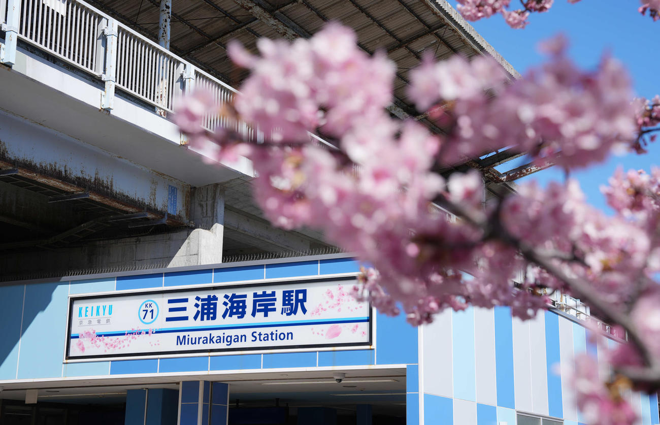 京急久里浜線三浦海岸駅の駅名看板は期間限定で河津桜デザインに装飾される（撮影・鈴木みどり）