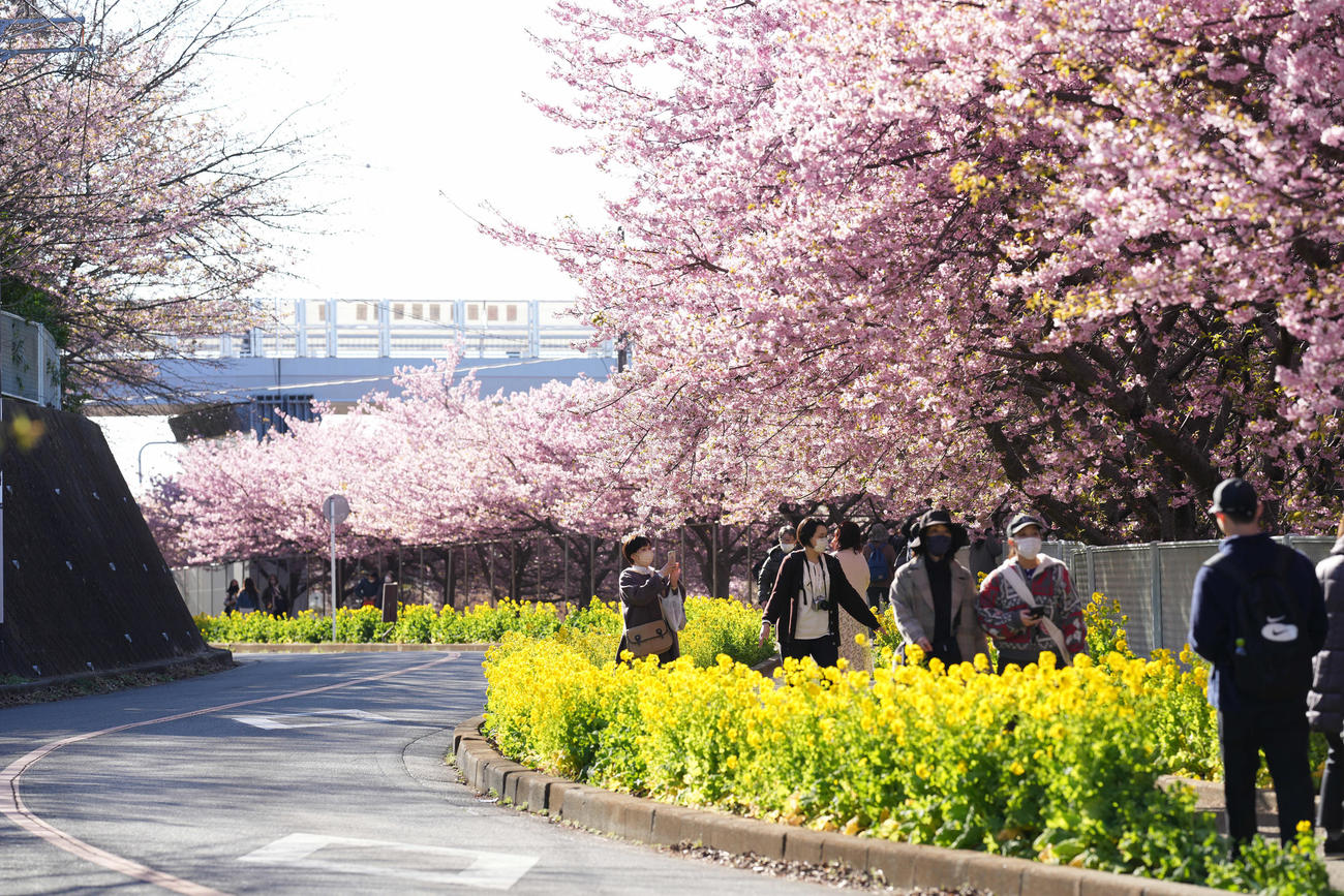 線路沿いに咲き誇る河津桜と菜の花を満喫する人々（撮影・鈴木みどり）