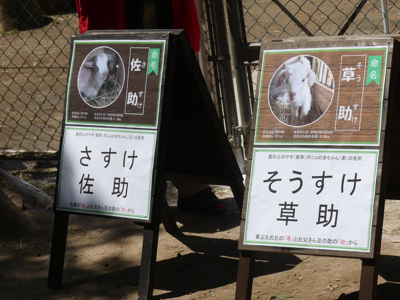 ポニョが産んだ双子のヤギの男の子に「佐助」「草助」と命名された（撮影・中山知子）