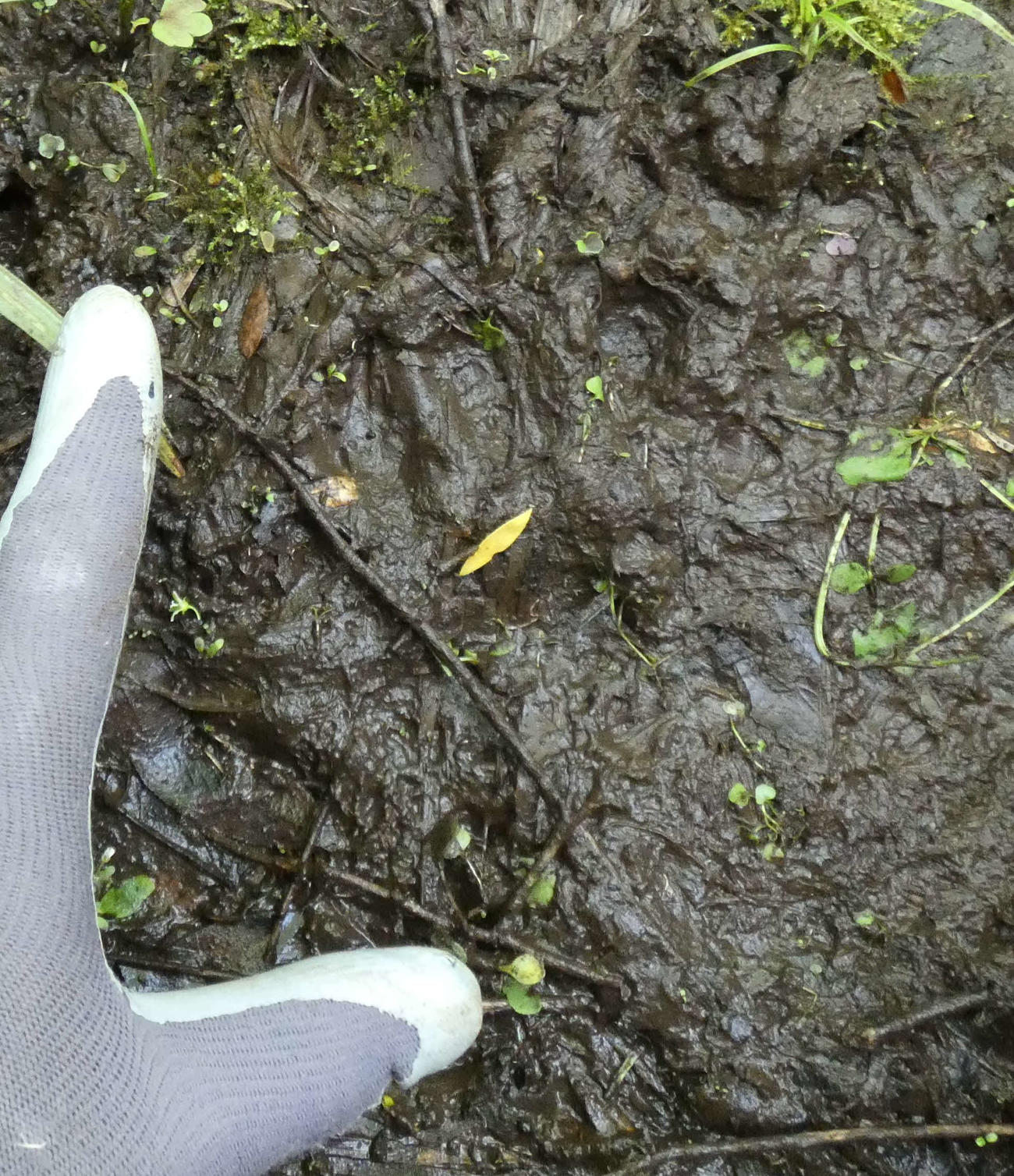園内で発見されたクマの右前足と思われる足跡（提供・盛岡市動物公園ZOOMO）