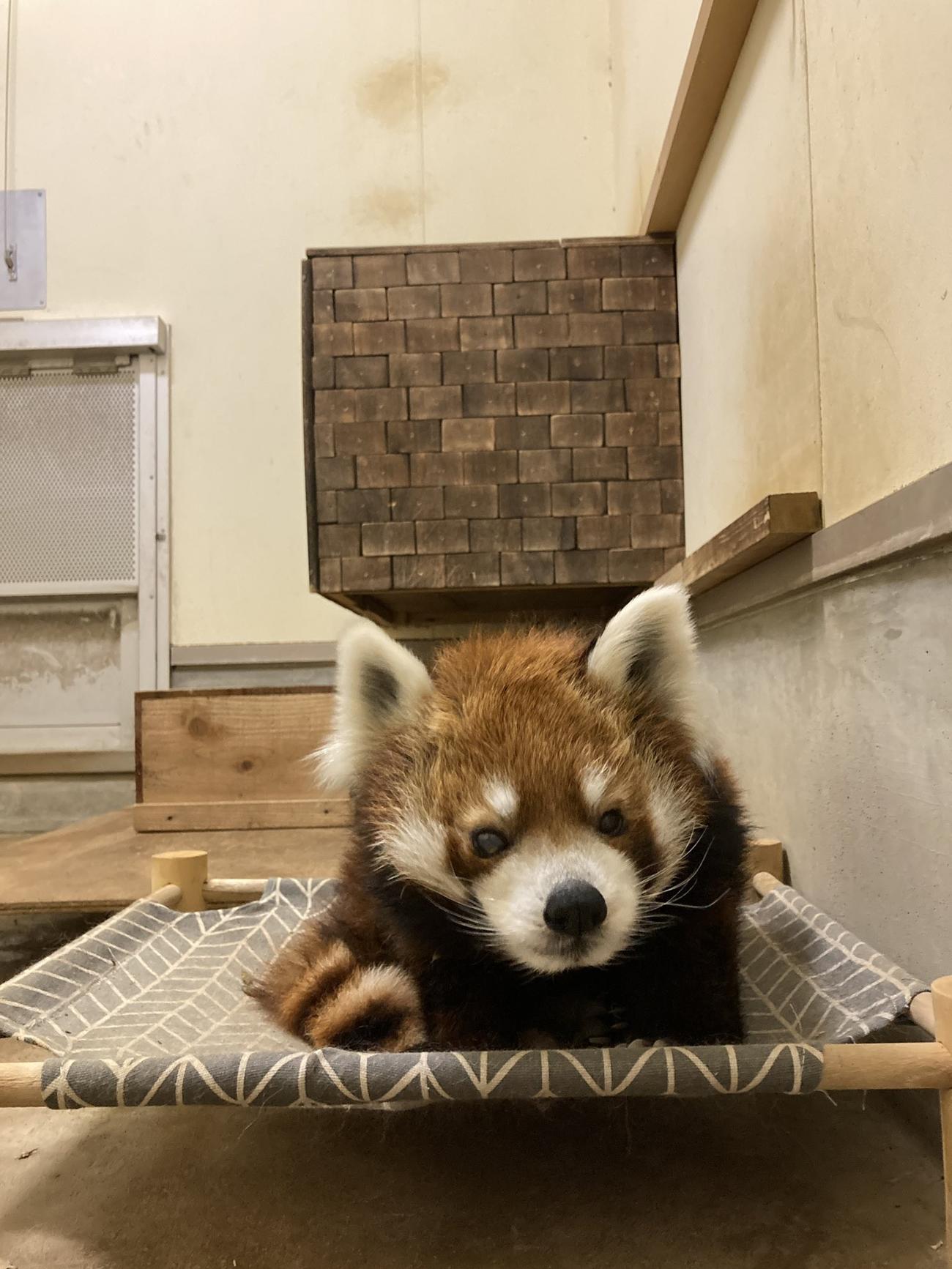7月5日に20歳の誕生日を迎えるレッサーパンダの「風太」（千葉市動物公園提供）