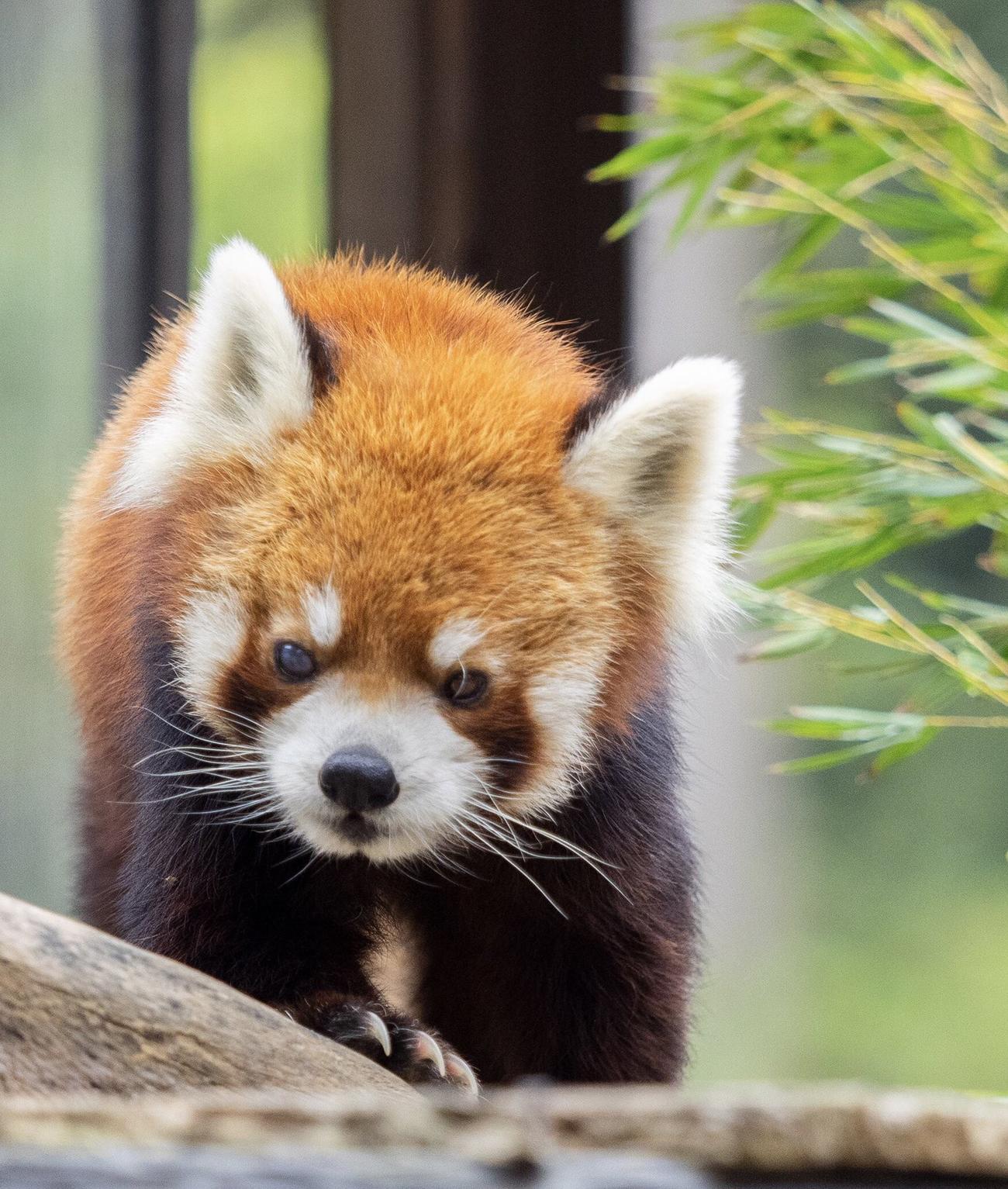 7月5日に20歳を迎えるレッサーパンダの「風太」（千葉市動物公園提供）